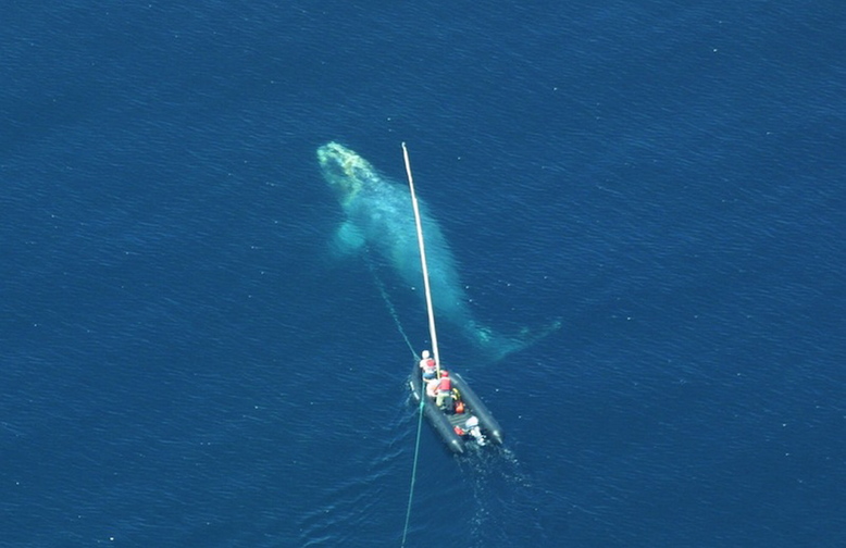 In this June 2001 file photo, researchers attempt to inject a North Atlantic right whale with a sedative in an effort to remove a commercial fishing line from the whale’s jaw. Only one North Atlantic right whale was spotted in the Gulf of Maine this fall by biologists who are tracking the species, an unusually low number.