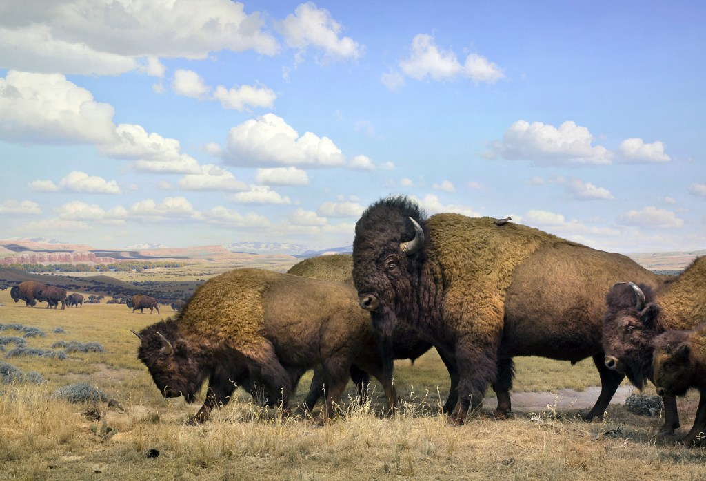 This 2012 photo released by the American Museum of Natural History in New York shows a diorama at the museum depicting American bison and pronghorn antelope, created in 1942. The background was painted by Fred Scherer and James Perry Wilson.