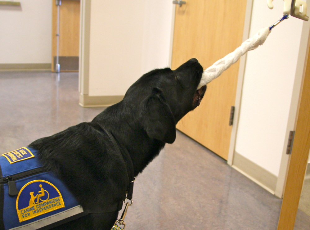 Buffy tugs on a rope pull to open a door in Brenda Weeks’ home in Auburn.