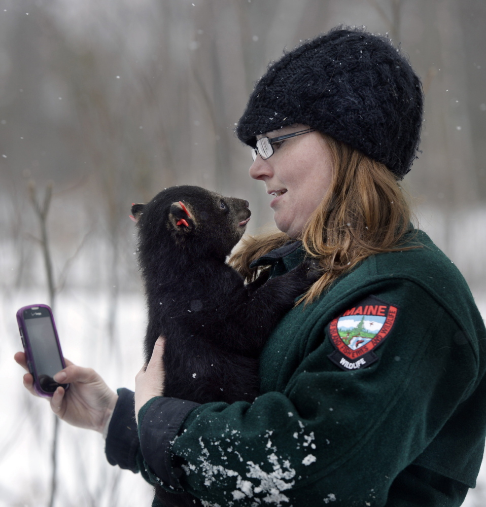 Amanda DeMusz, a biologist with the Department of Inland Fisheries and Wildlife, enjoys a moment with a bear cub during a visit to bear dens in the woods of Aroostook County earlier this month.
