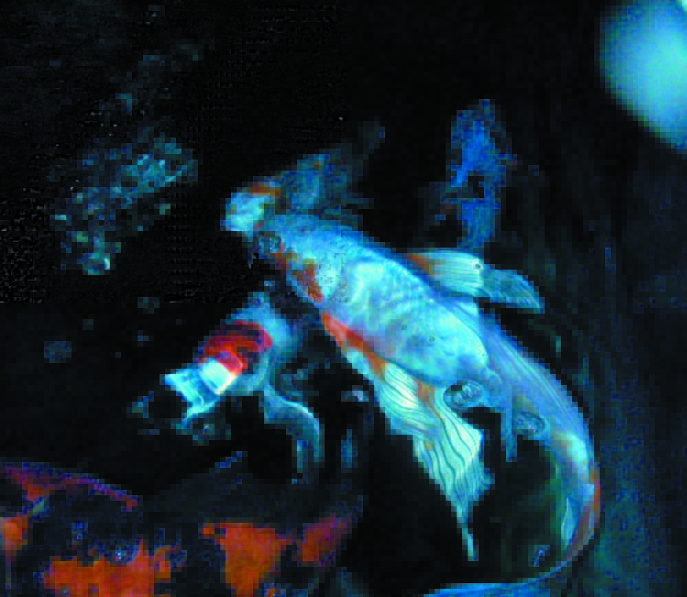 Some of Georgette Curran’s koi swim in her aquarium prior to their removal by state officials Monday. Curran had 42 live koi and five frozen ones.