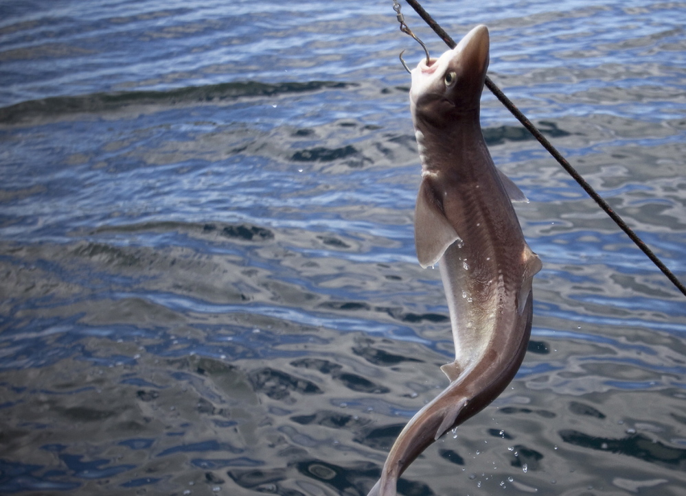 A dogfish shark is caught.