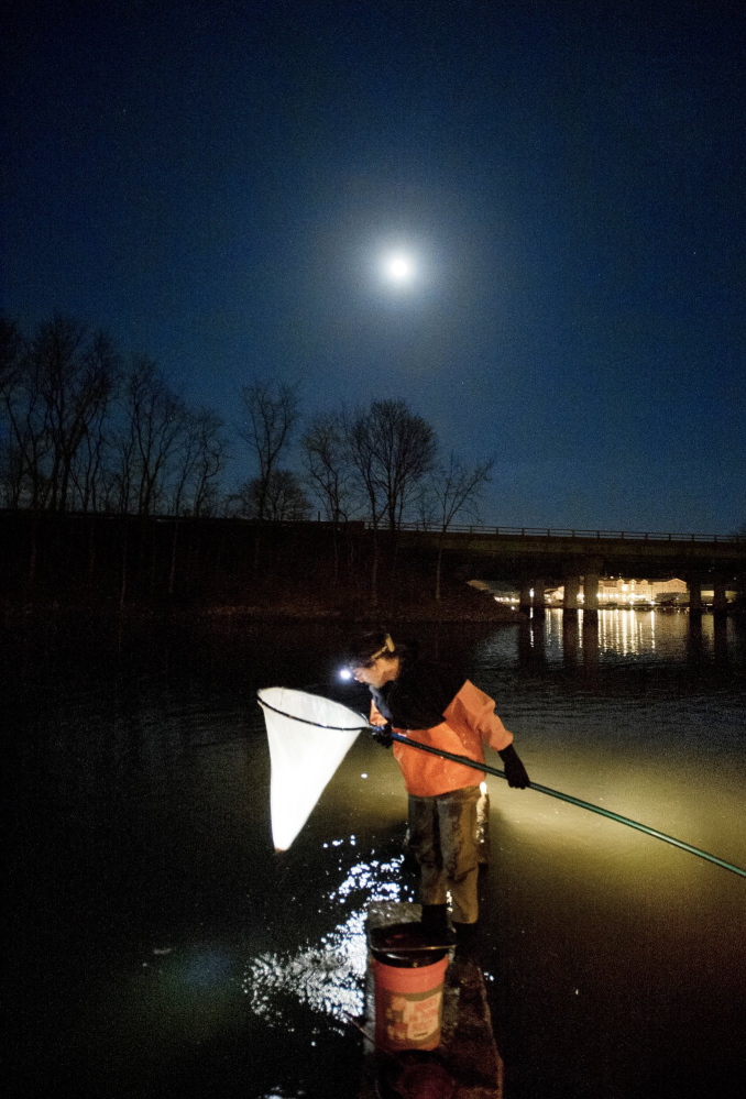 John Moore of Freeport checks his net for elvers while fishing in a southern Maine river two years ago. When the elver season starts Sunday, it will be under a new monitoring system using electronic swipe cards.