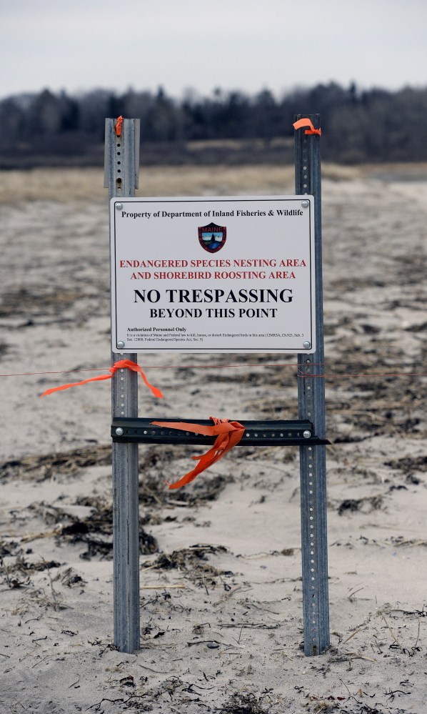 Shorebirds can rule the roost as the state closed off three acres of Higgins Beach to protect piping plovers.