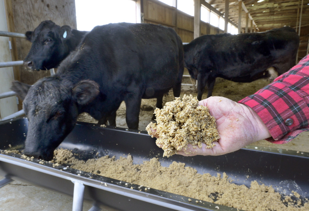 Gorham cattle farmer Norman Justice displays a handful of spent grain which the FDA says should be dried and packaged before being fed to livestock.