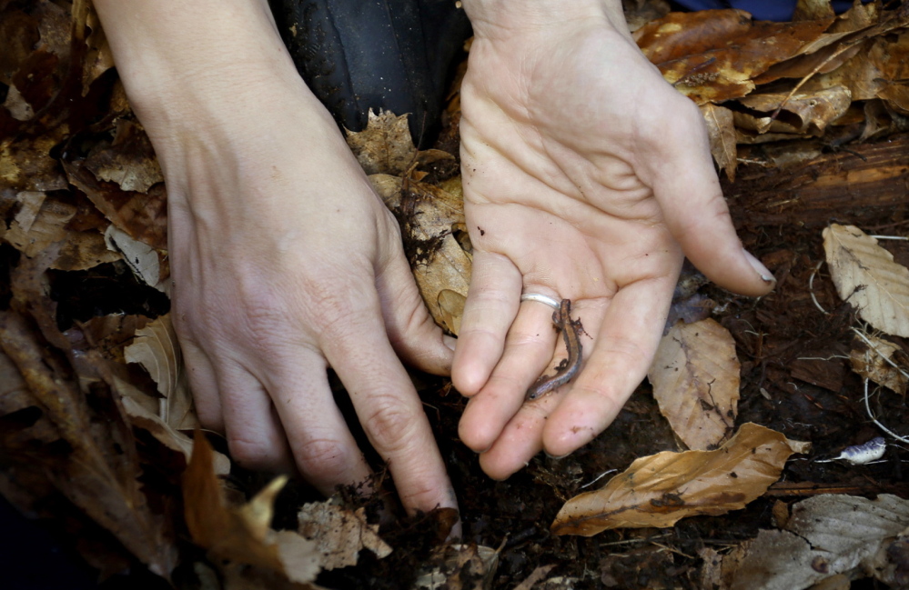 Though the salamander loses its tail, it’s tailored by nature to do just that without ill effects, as the kids learn from instructor Annika Wisswaesser.