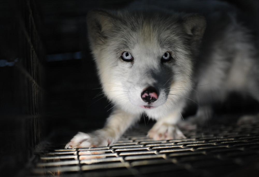 “The Ghosts in Our Machine,” a documentary about individual animals living in our modern world, will be shown for free at the University of Southern Maine in Portland on Thursday.