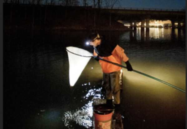 John Moore of Freeport fishes for elvers in a southern Maine river. Maine and South Carolina are the only two states where fishing for elvers is legal.