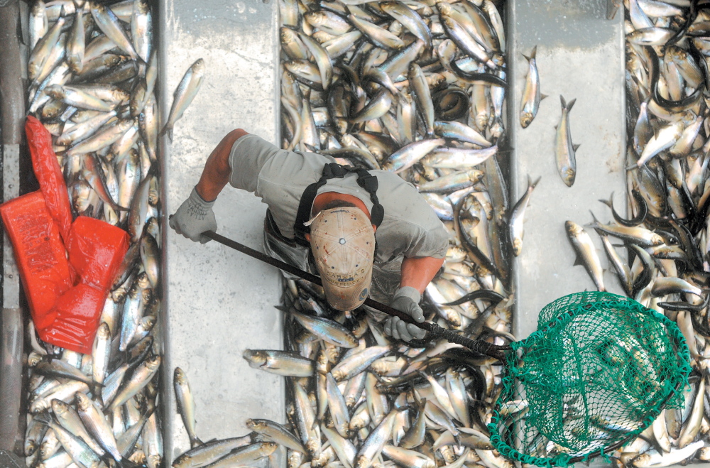 Tommy Keister of Friendship stands up to his knees in alewives at the Benton Falls Hydro-Electric Dam on the Sebasticook River.