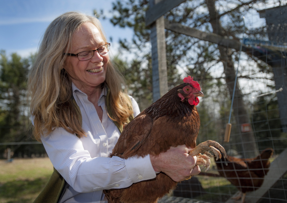 Rhode Island Red hens are in good hands with Anne Lichtenwalner, veterinarian and director of the University of Maine Animal Health Laboratory.