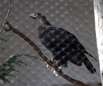 A golden eagle is one of the birds featured in the Wind Over Wings program at the Maine Wildlife Park in Gray on Saturday.