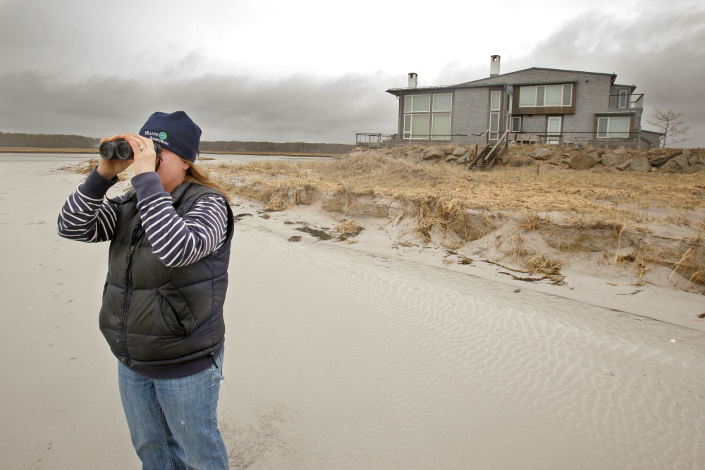 Laura Minich Zitske, a biologist who directs Maine Audubon’s piping plover and least tern project, scans Goose Rocks Beach in Kennebunkport for endangered birds. Plovers, she said “need the beach to survive.”