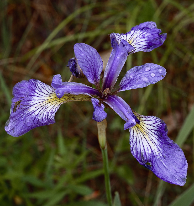 A wildflowerâs life can be shortlived in the Maine woods, but ever so vivid.