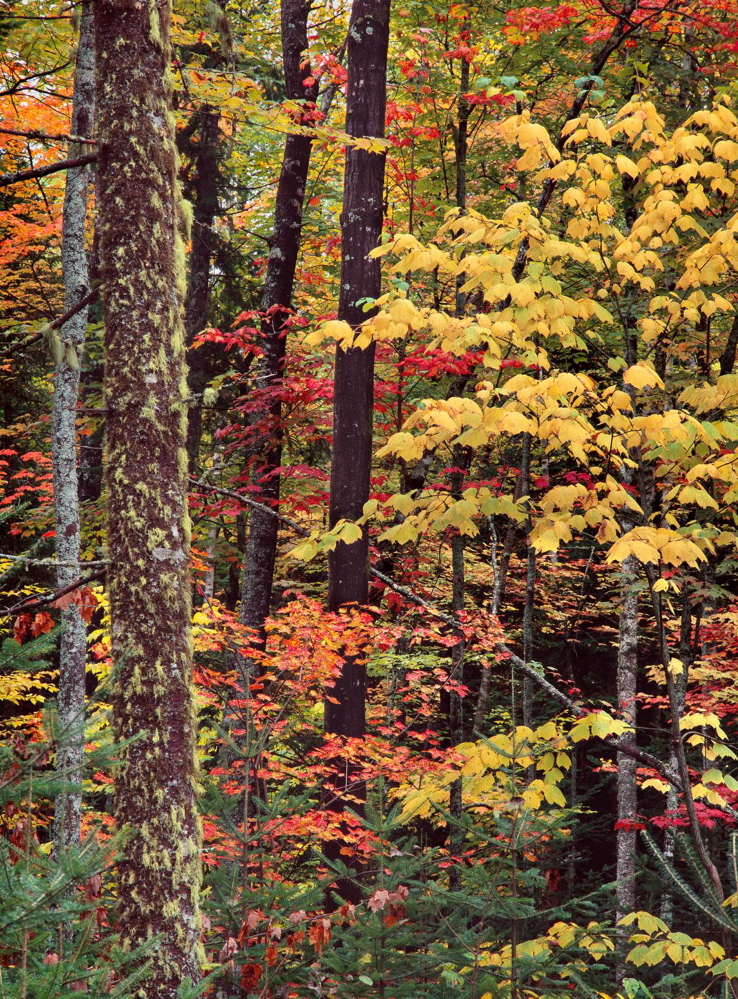 Autumn in all its glory makes a rural walk almost mandatory for any spiritual descendant of Thoreau.