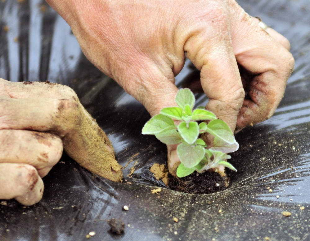 Jan Goranson transplants oregano at her Dresden farm.