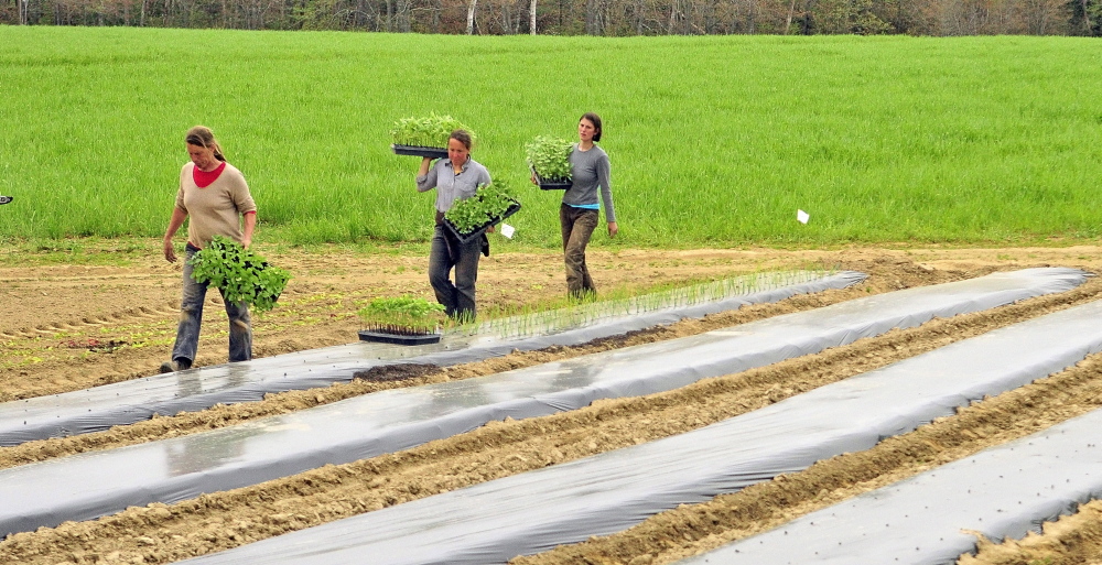 Jan Goranson, left, Dalziel Lewis and Jillian Brown prepare to transplant seedlings that were started in a greenhouse out in a field in mid-May at Goranson Farm in Dresden. Photos by Joe Phelan/Staff Photographer