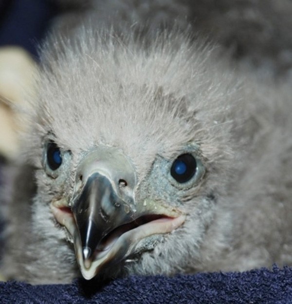 The young eagles have been brought to Avian Haven in Freedom where they will be nursed and eventually reunited with their mother.