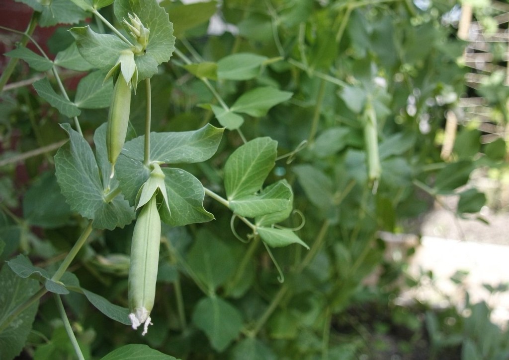 Sugar snap peas on the vine. 2011 Press Herald file