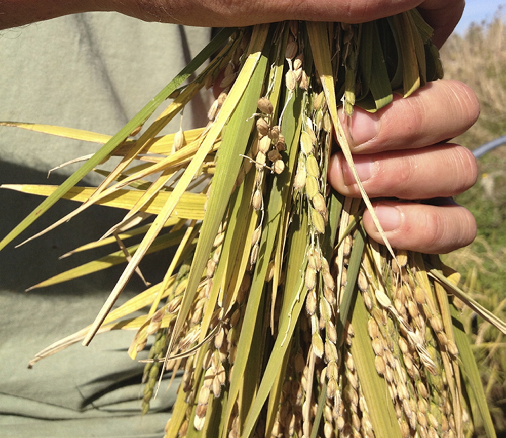 Some rice harvested in October 2013. Mary Pols/Staff Writer