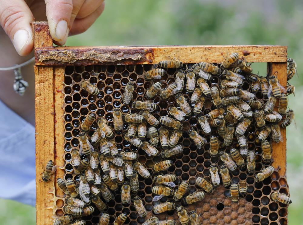 Erin MacGregor-Forbes, a master beekeeper, checks her hives in Portland. Many plants, touted as “bee-friendly,” are pretreated with a class of pesticides shown to harm bees and other pollinating insects, according to a study released Wednesday at a news conference in Portland.