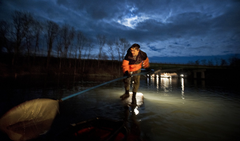 John Moore of Freeport fishes for elvers in a southern Maine river. Preliminary state figures indicate fishermen harvested about 9,586 pounds of elvers in the season that ended May 31, about half of recent years’ harvests and under the state’s target catch limit of 11,163 pounds.