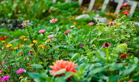 Many flowers work equally well in a vase and in the garden – as long as you have planted enough so that you don’t strip the garden to make a bouquet. shutterstock.com