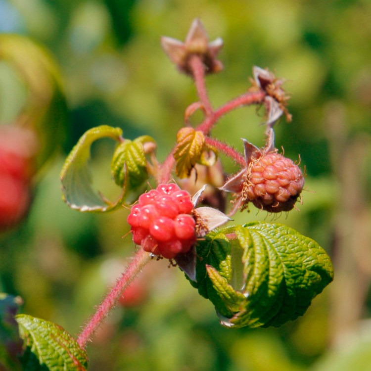 Wild Maine raspberries.