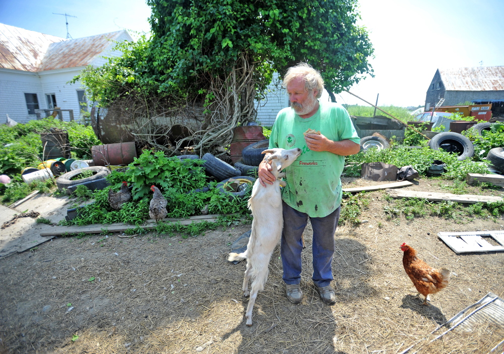 Mark Gould, 61, eats a peanut butter sandwich Tuesday as one of his goats looks for a bite outside his Norman Road farm in Sidney. Gould’s goats have been escaping through a state-built fence to land beside Interstate 95.