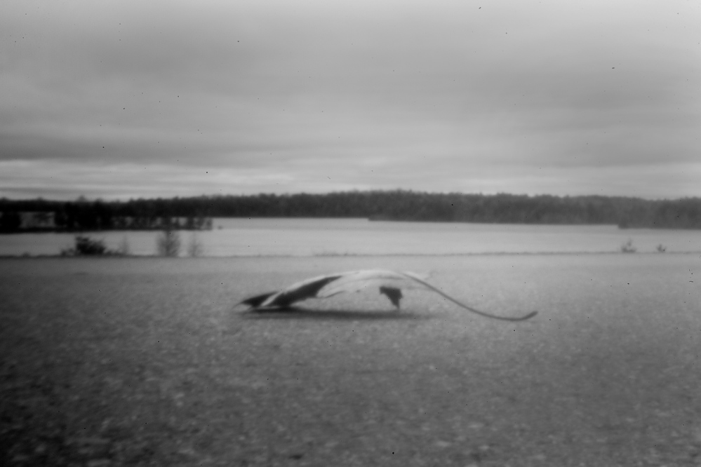 A fallen leaf, captured by a pinhole camera, appears almost animal-like on a road through Peter Dana Point in Indian Township. In the late 1960s, the tribe’s attorney, Don Gellers, was appealing his conviction on the drug charge that had gotten him disbarred.