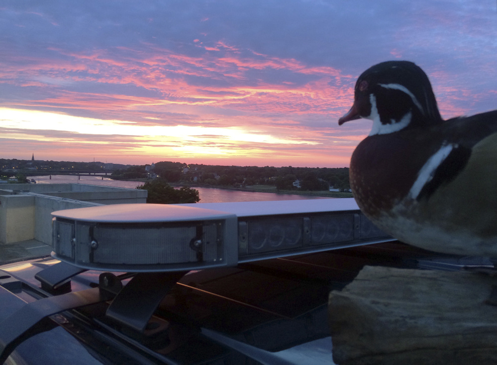 The Bangor Police Department’s stuffed “duck of justice” greets the sunrise from atop a police cruiser in Bangor in a recent department photo.