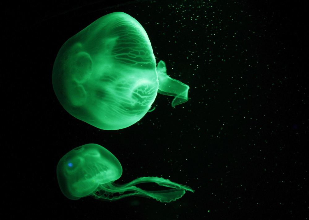 Mediterranean jellyfish (aurelia aurita) are illuminated by green lighting inside a tank in the Palma Aquarium on the Spanish island of Mallorca. They are a type of moon jellyfish.