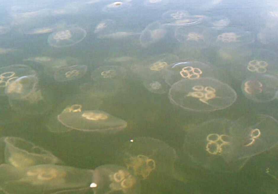 A frame grab taken from a video by USM student Amy Santiago shows a large group, or smack, of moon jellies. Santiago took the video about a month ago while kayaking off the Wolfe’s Neck area in Freeport.