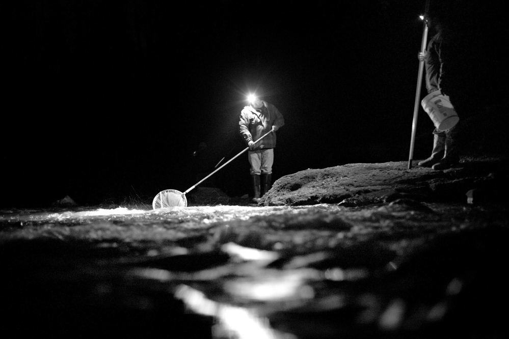 Members of the Passamaquoddy tribe fish for elvers in Perry one night last spring. With the high resale price of “glass eels,” harvesting the Japanese delicacy has become an important source of income for many of the Passamaquoddy people.