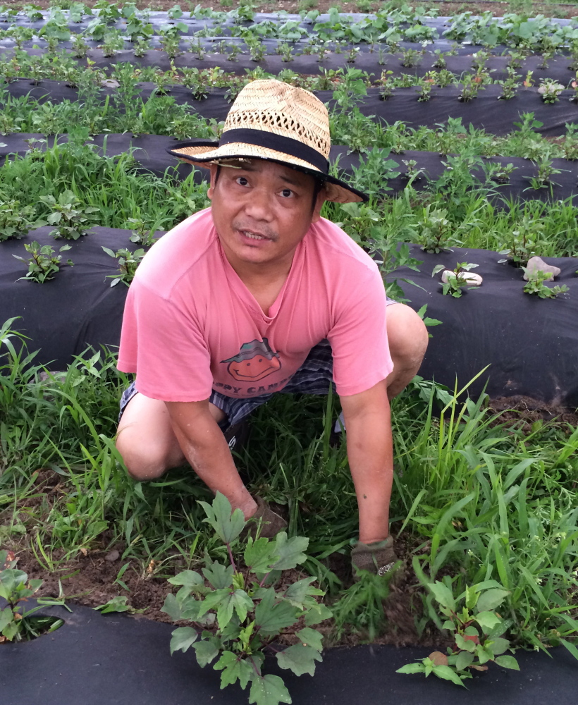 Sushi chef Ye Myint pulls weeds around a gongura plant, a popular cooking green in his native Myanmar.