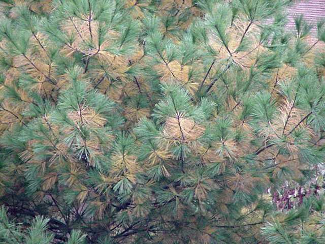 Several consecutive years of losing year-old needles has weakened some white pines to the point that they cannot survive, Maine forestry officials say.

Provided photo