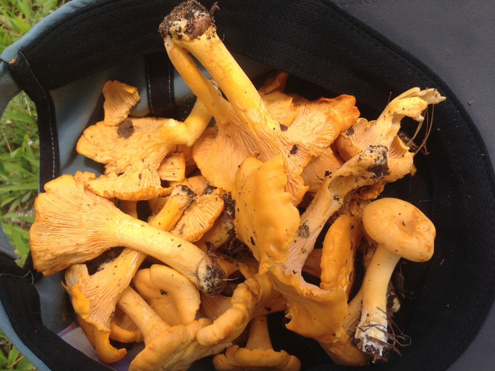 Chanterelles