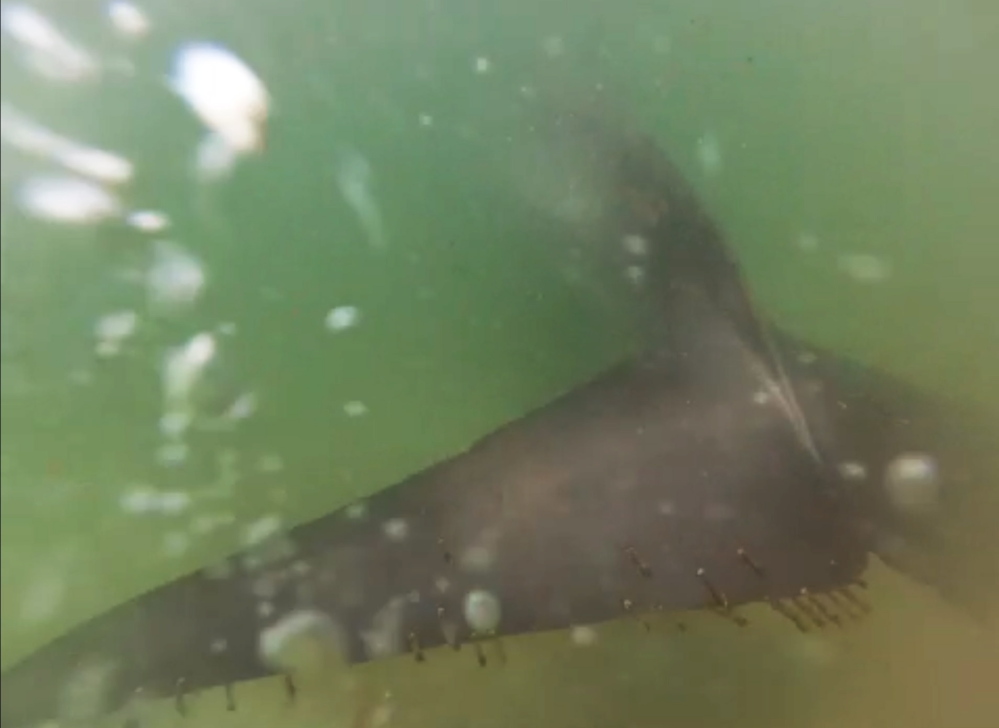 The minke whale’s tail is visible in this image. Minkes can grow to 35 feet and live for 50 years.