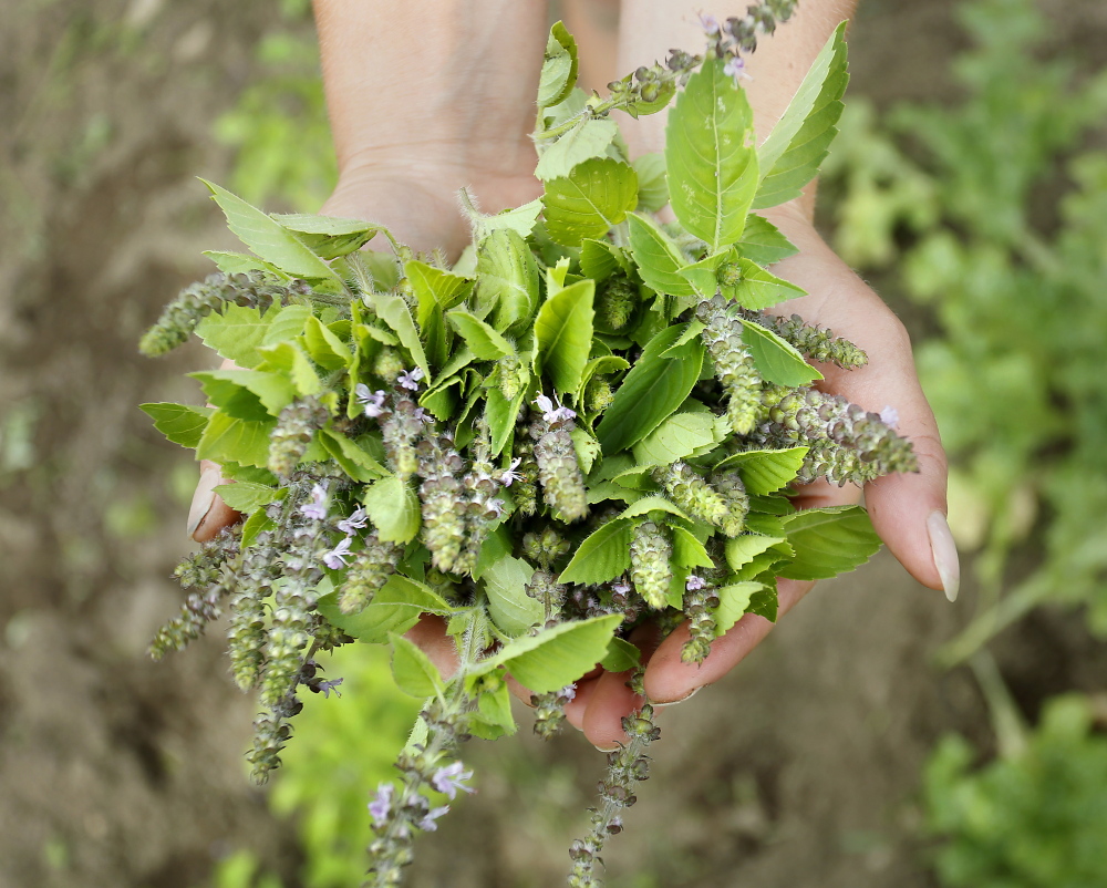 Sears holds the herb tulsi, or sacred basil. She runs a monthly herb CSA out of the farm.