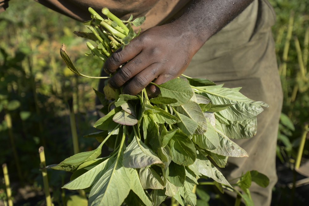 Alfred Matiyabo harvests amaranth Wednesday on land he farms in South Portland. He plants the crop specifically for Maine’s growing community of African refugees.