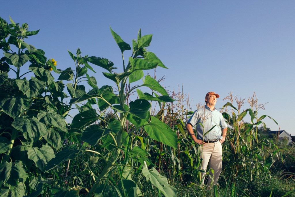 Andrew Hudson is growing heirloom Eight Row Flint corn in a community garden in Falmouth. He wants to see if he can produce corn similar to what the Pilgrims grew and used to make cornmeal. Whitney Hayward/Staff Photographer