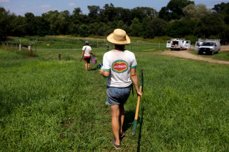 Farmers Fay Strongin, 26, foreground, and Sarah Turkus, 26, both of Providence, R.I., carry tools as they walk into fields cultivated by the Sidewalk Ends Farm in Seekonk, Mass. Across New England, the number of farms has grown by 5 percent since 2007, contrary to the national trend.