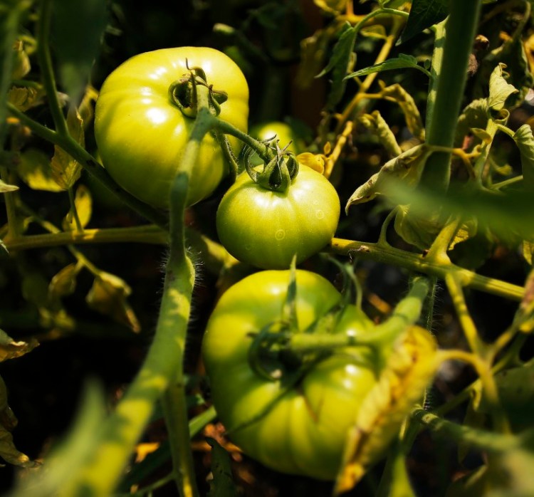 Green tomatoes on the vine at Alewives Brook Farm in Cape Elizabeth.