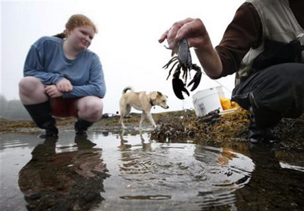 A juvenile lobster is returned to the water by scientist Diane Cowan during a survey of the lobster population on the shore of Friendship.