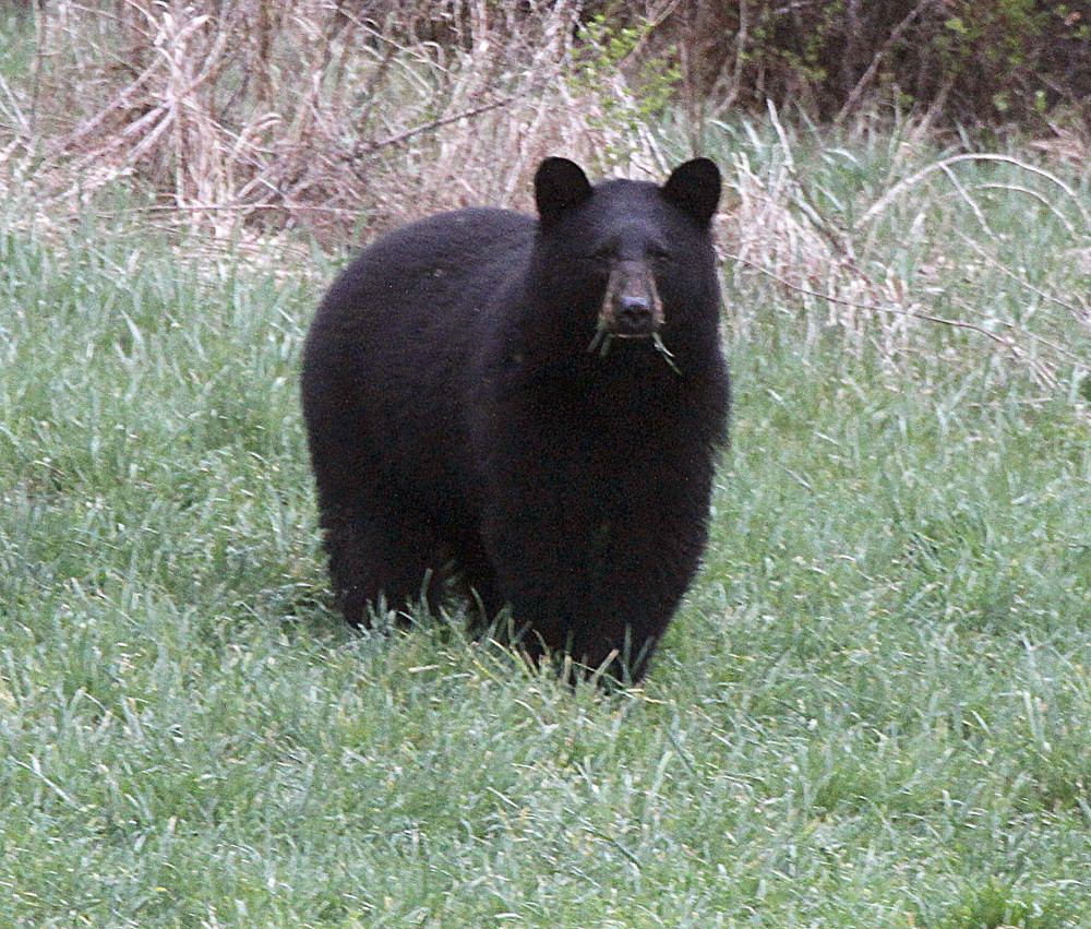 A referendum on the Nov. 4 ballot asks voters whether they want to ban certain bear-hunting practices, including the use of bait, traps and dogs to hunt black bear.