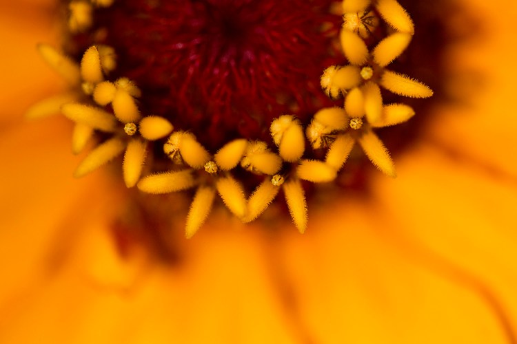 A zinnia from Meadowood Farm in Yarmouth.