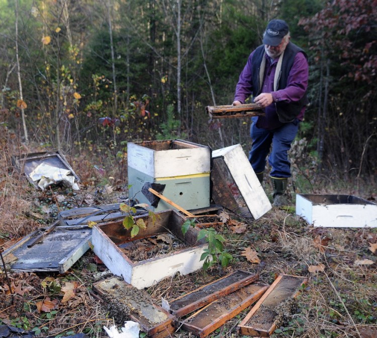 Beekeeper Tony Bachelder picks up pieces of a hive Tuesday that a black bear destroyed at Stevenson’s Strawberries in Wayne.  Andy Molloy / Kennebec Journal staff photographer