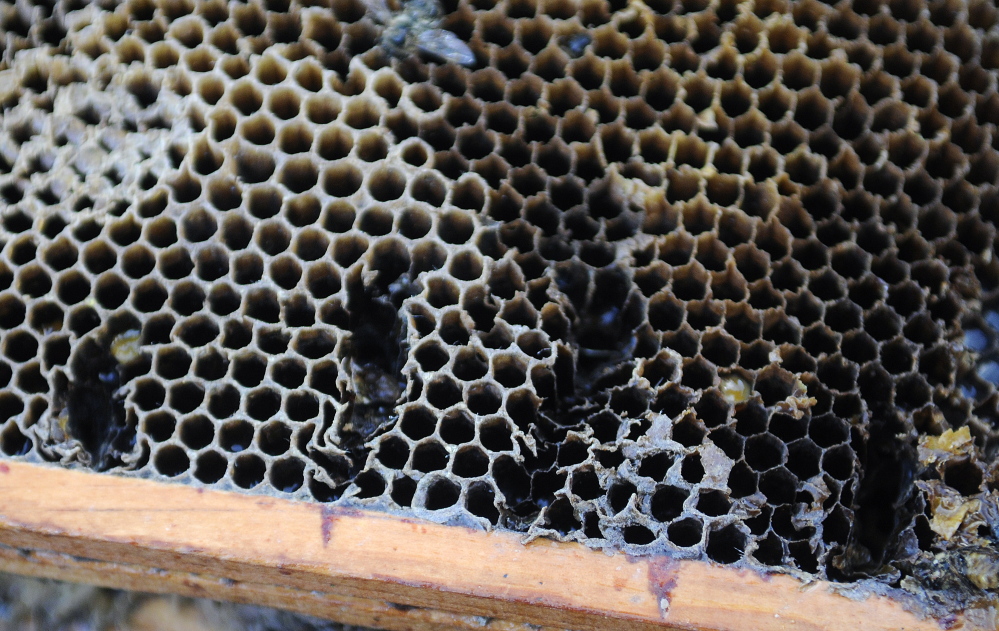 The claw marks of a black bear that destroyed a bee hive at Stevenson’s Strawberries in Wayne. Andy Molloy / Kennebec Journal staff photographer