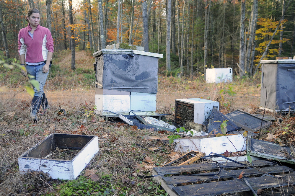 Stevenson Farm worker Alice Berry surveys the damage a black bear did to a beehive at the Wayne strawberry farm. Beekeeper Tony Bachelder said bears will keep returning to a colony of bees once they discover honey the insects are storing. Andy Molloy / Kennebec Journal staff photographer