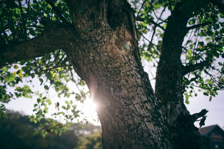 This Kavanagh apple tree in Freeport is believed to be only one of very few Kavanagh apple trees in Maine, and could have been planted during the Civil War era.