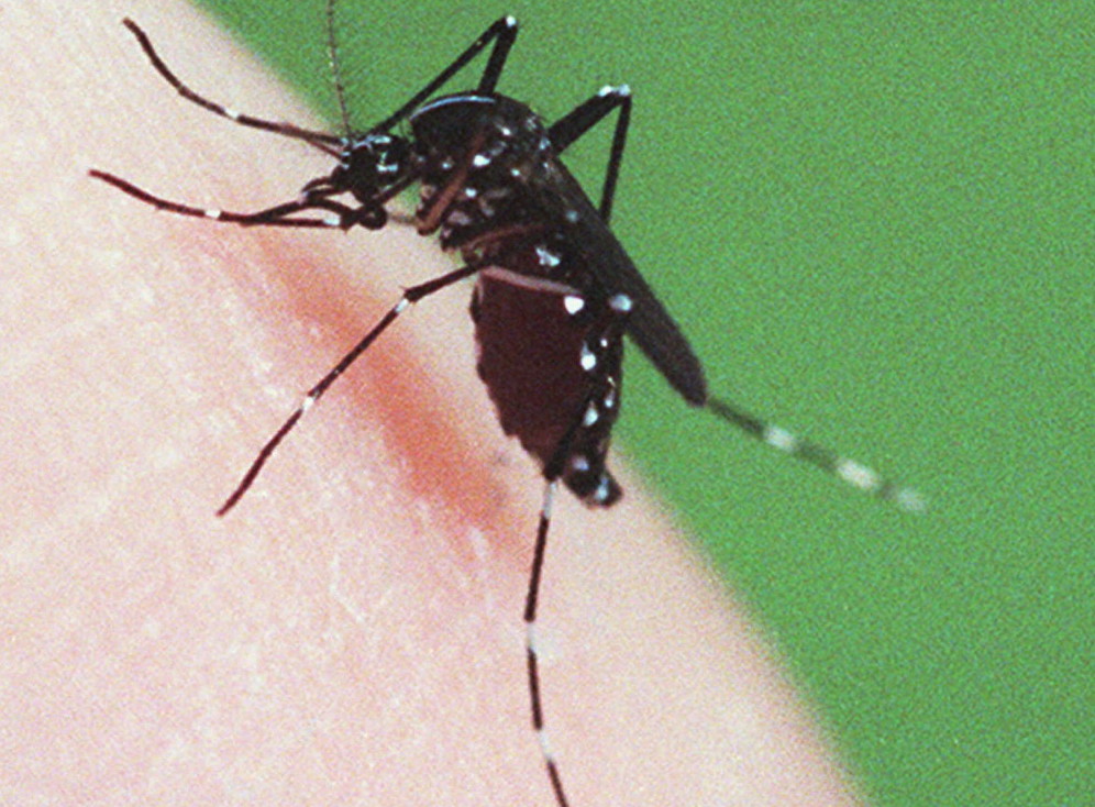 The Culiseta melanura mosquito is a known carrier of Eastern equine encephalitis. The Maine Center for Disease Control has confirmed the state’s first death from EEE, in an adult from York County.